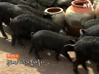 흑돼지 가족의 봄나들이