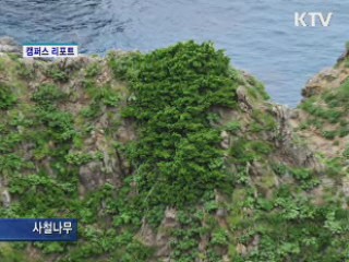 독도는 우리식물의 땅 [캠퍼스 리포트]