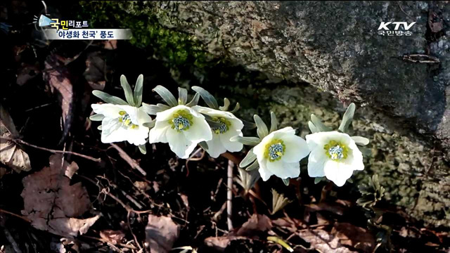 '야생화의 섬' 풍도…봄 기운 가득
