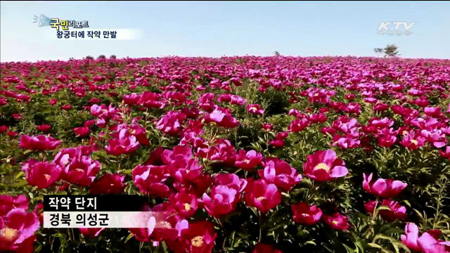 의성 조문국 사적지 작약꽃 향연