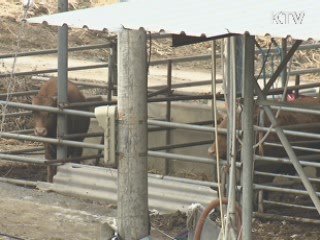 구제역 피해자 부가세 등 신고·납부 유예