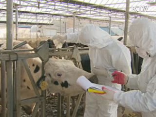 전국 한우 구제역 백신접종 오늘 완료