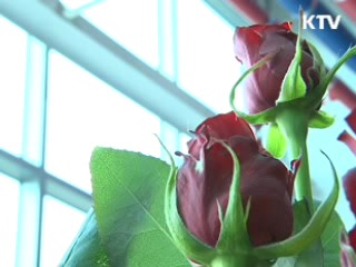 한국 장미 세계를 매혹하다