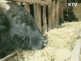 "민관조사단 BSE 조사결과 내일 발표"