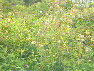 생태계 교란 야생식물 뿌리뽑는다