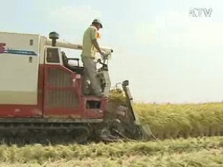 연말부터 쌀 품질 등급제 의무화