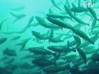 FTA 시대, 수산물 수출 집중 육성