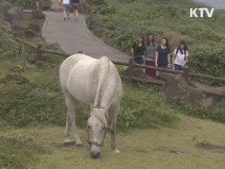 제주올레 "올레1코스 잠정 폐쇄"