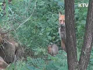 멸종위기 토종여우, 새끼 3마리 출산