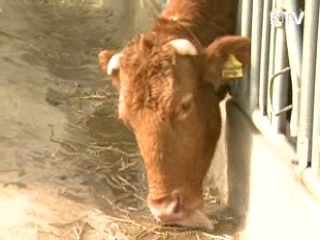 안동 한우농가 3곳 구제역 추가 발생