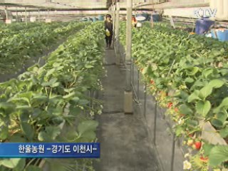딸기 생산 세계 5위···품종 개발 '개가'