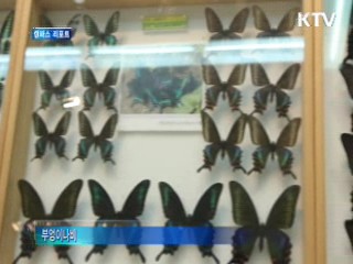 희귀종 포함 나비 2만여점 한곳에 [캠퍼스 리포트]