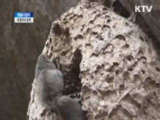 새 둥지서 겨울 나는 하늘다람쥐