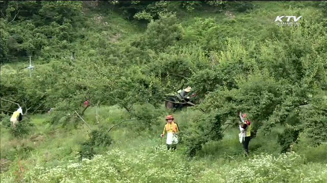 메르스 피해농가 지원…수확 농산물 전량 구입
