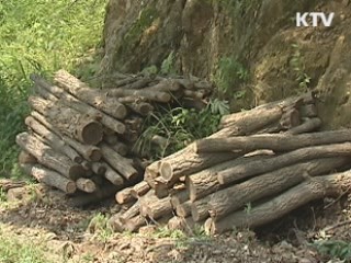 산림 분야 녹색 일자리 4만4천개 창출