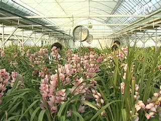 농진청, 난 신품종 평가회 개최