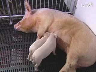 장기이식용 무균돼지 대량생산 '성큼'