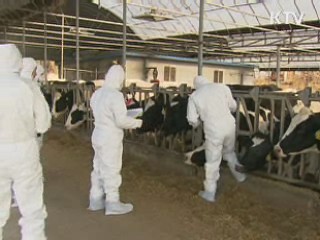 대단위 돼지 사육지 '백신' 우선 접종