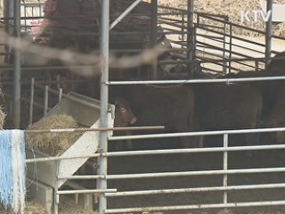 구제역 재발 방지 전방위 대책 시행