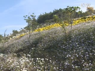 남도는 지금 국화축제중