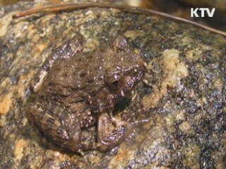 국립공원 서식 멸종위기 양서류 영상 공개