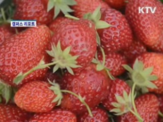 2012 대가야 체험축제 성황