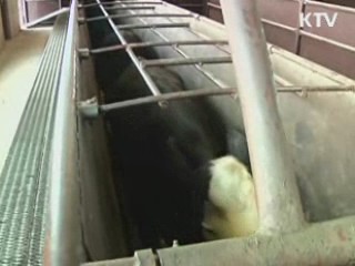 美 쇠고기 현지조사단, 발병지역 조사 착수