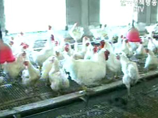 익산서 조류 인플루엔자 의심사례 발견