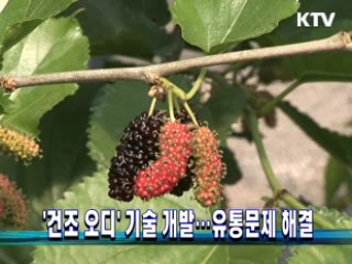 '건조 오디' 기술 개발···유통문제 해결