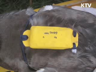 '겨울 철새 위치추적기'로 AI 예방한다
