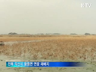 침수지, 연근 밭으로 탈바꿈