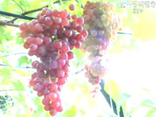 피해액 `85% 보전`