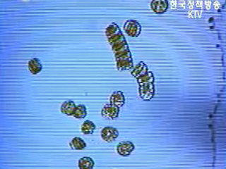 서해안에 올 첫 적조 발생