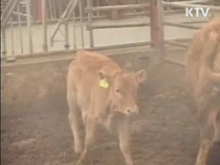 가평 구제역 발생…강원 평창 의심신고