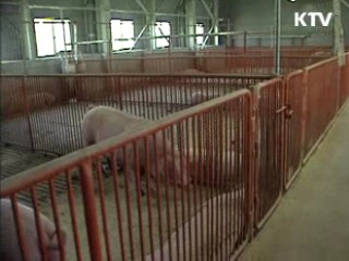 영천 구제역 재발…긴급 방역 조치