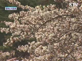 팔공산 벚꽃 만개
