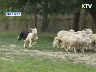 형형색색 장미의 향연 [캠퍼스 리포트]