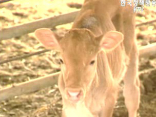 농림부 종축산업 발전 대책