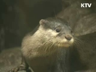 [현장 포커스] 반달곰의 힘겨운 세상나기