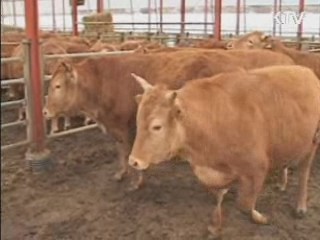 안동 등 5개 지역 백신 접종 실시