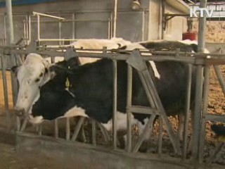 대단위 돼지 사육지 '백신' 우선 접종