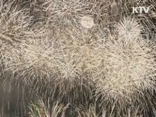 부산의 가을은 불꽃 천국