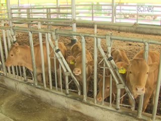 경남 함안서 소 유행열 발생…방역 비상