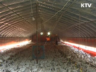 폭염에 닭 3만 마리 폐사