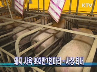 돼지 사육 993만7천마리···사상 최대