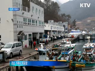 거제 앞바다로 '대구가 돌아온다' [시니어 리포트]