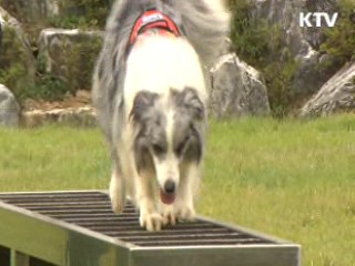 "생존자를 찾아라"···인명구조견 경진대회