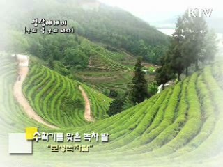 수확기를 맞은 녹차 밭