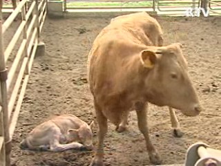 한국, '광우병 위험통제국' 지위 인정