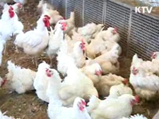 천안·익산서 고병원성 AI…매몰 처분